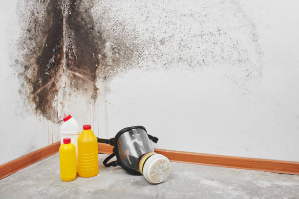 Best Black Mold Removal  in East Hemet, CA