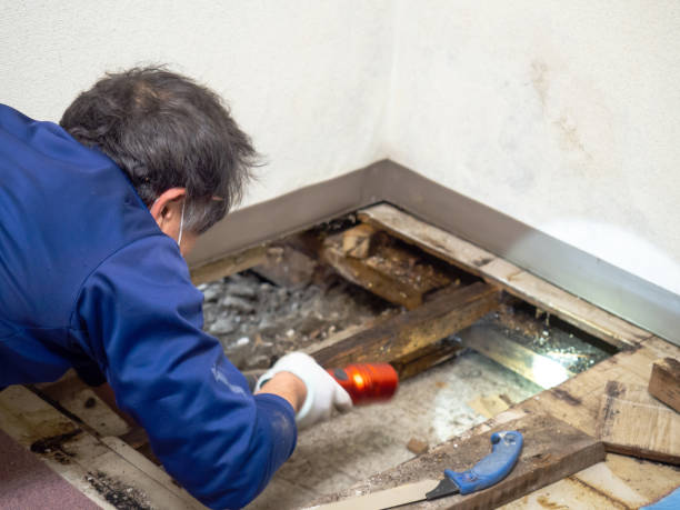 Best Toxic Mold Removal  in East Hemet, CA
