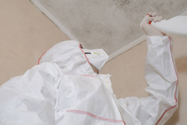 Best Best Mold Removal Companies  in East Hemet, CA