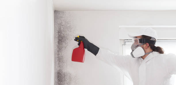 Mold Removal and Inspection in East Hemet, CA