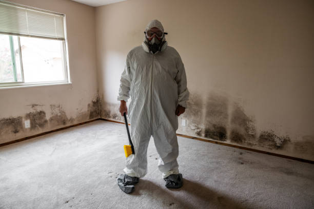 Best Mold Remediation  in East Hemet, CA
