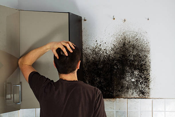 Best Mold Removal Near Me  in East Hemet, CA