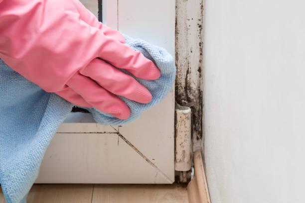 Best Crawl Space Mold Removal  in East Hemet, CA